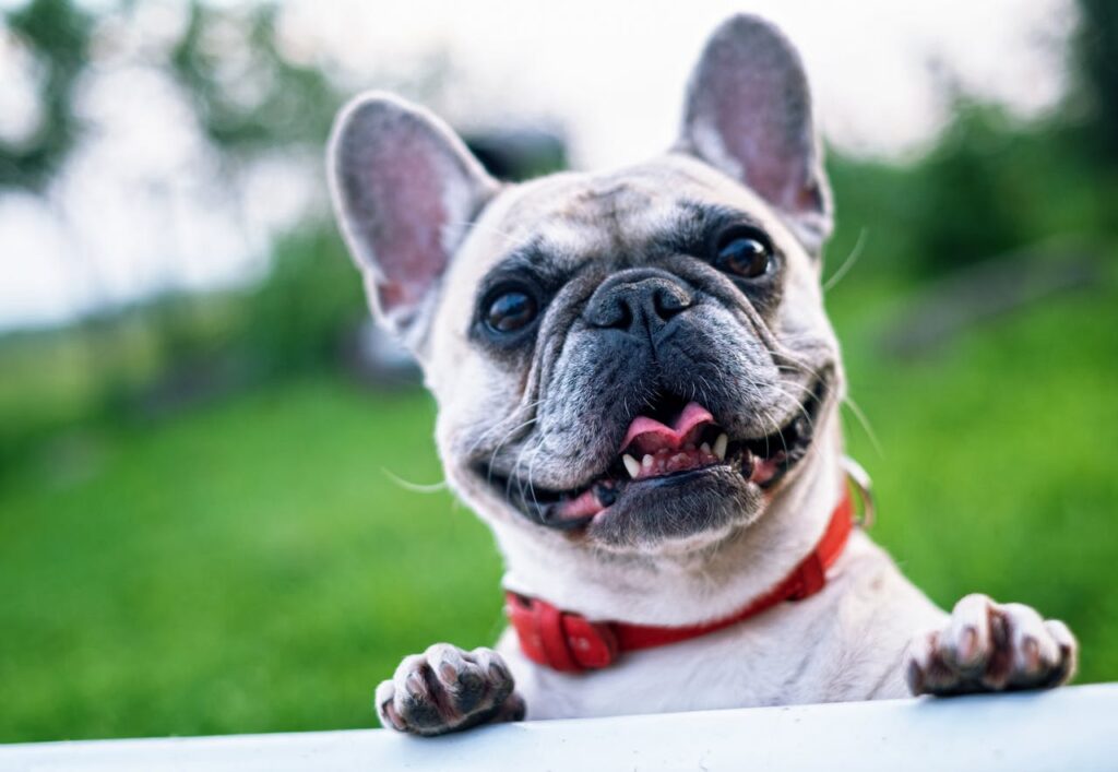 seguro para animales y mascotas